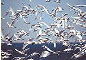 coast image-birds